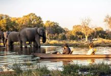 Unique Elephant Experience in Botswana