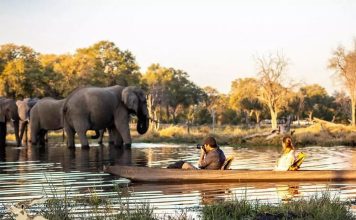 Unique Elephant Experience in Botswana