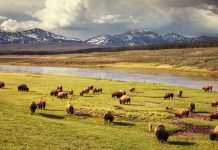 Best Spots to See Wildlife in the U.S.